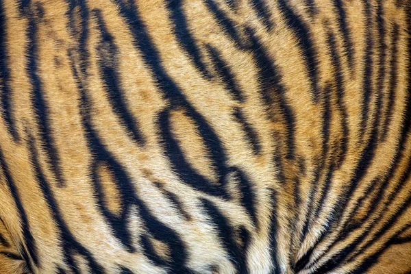 Die Bunten Muster Des Tigers — Stockfoto