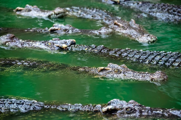 Crocodilos Água Doce Nos Pântanos — Fotografia de Stock