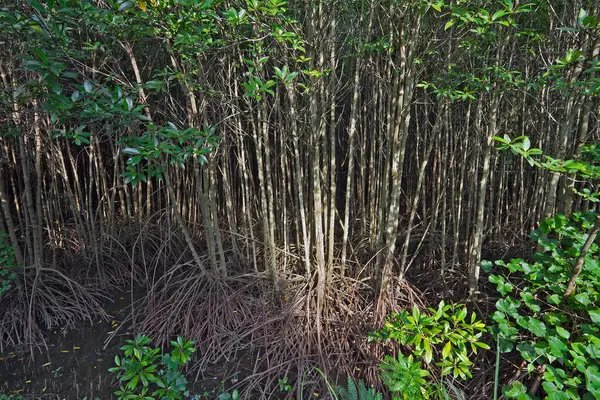 Mangrove trees in the mangrove forests of Thailand.