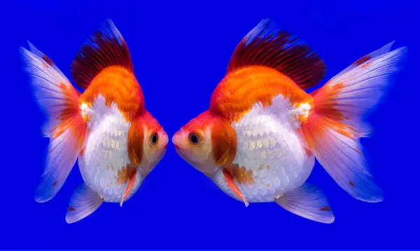 Güzel Japon Balığı Akvaryum Telifsiz Stok Fotoğraflar