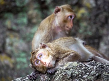 Maymunlar doğal ormanda dinleniyor..