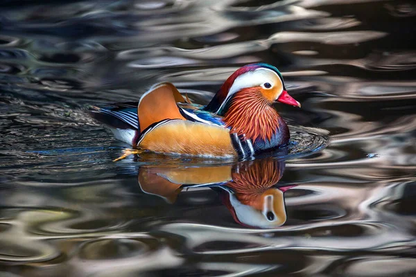 Les Canards Mandarins Reposent Dans Les Marécages — Photo