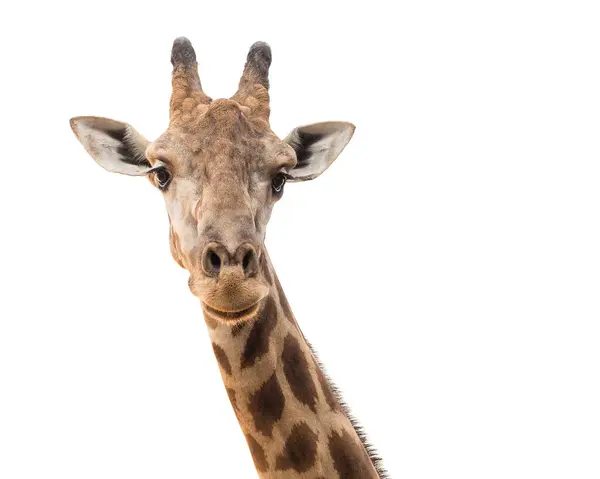 Жираф Голова Шия Білому Тлі — стокове фото