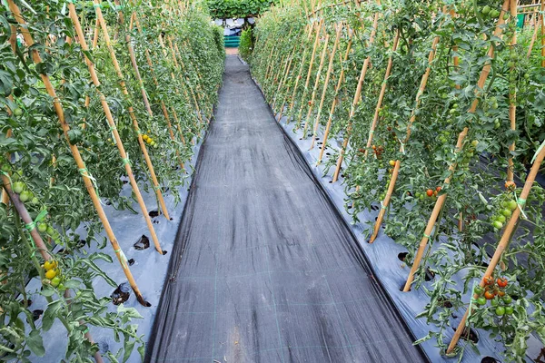 Tomates Frescos Campo Siembra —  Fotos de Stock