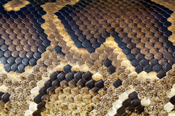 Python Bőr Minták Háttérben — Stock Fotó