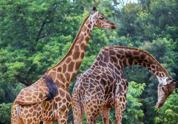 Жирафы Естественном Лесу — стоковое фото