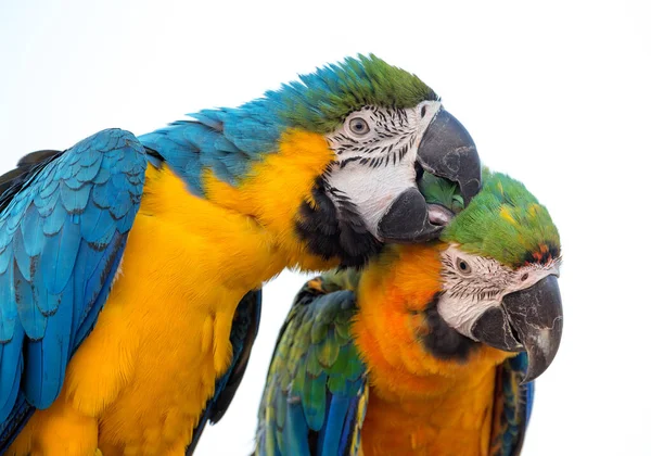 Macaw Par Papegoja Vit Bakgrund — Stockfoto