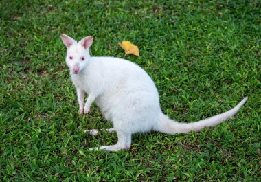 Beyaz Bennett Valabisi (Macropus rufogriseus) çimlerin üzerinde.