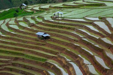 Tayland 'ın kuzeyinde Pa Pong Piang Pirinç Terasları.