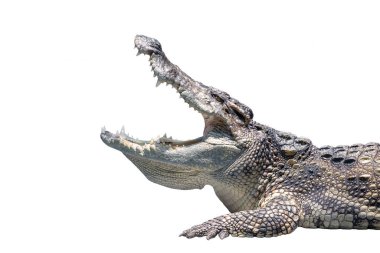 Tatlı su timsahları ağızlarını açıyor..