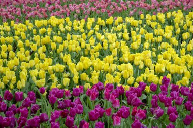 Parktaki lale tarlaları.