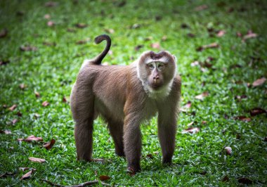 Güneyli ördek kuyruklu maymun doğal bir ormanda.
