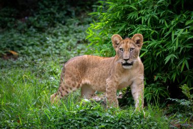 Aslan yavrusu doğal ormanın ortasında dinleniyor..