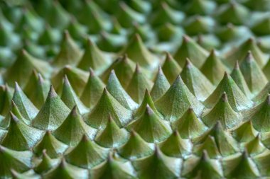 Arkaplan için Durian deri deseni.