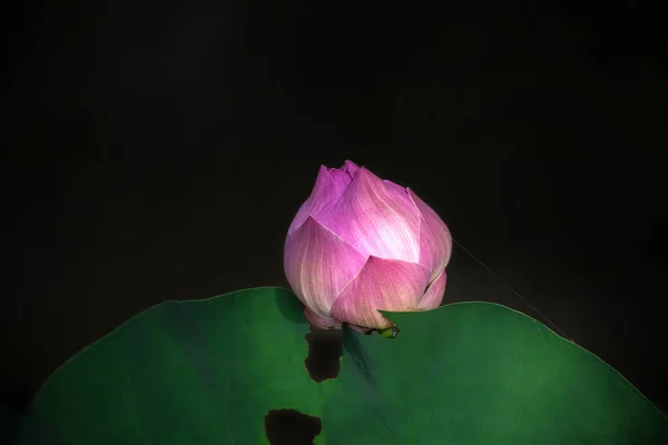Colorful lotus flower on a black background.