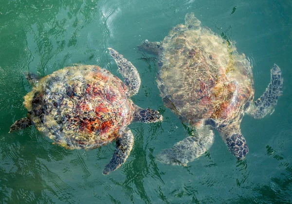 stock image Sea turtles swimming in the water.