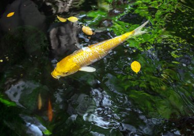 Koi balığı gölde dinleniyor..