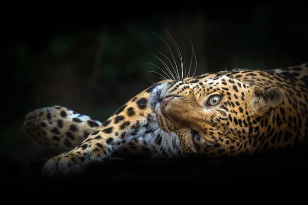 Leoparlar doğanın ortasında dinleniyor..