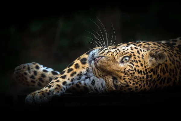 Leopardi Che Riposano Mezzo Alla Natura Foto Stock Royalty Free