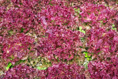 Tarlada organik marul.