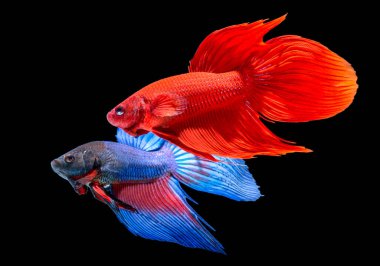 Siyah arka planda savaşan renkli Siyam balıkları.