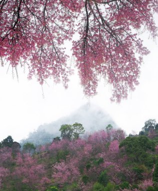 Kuzey Tayland 'da açan kaplan kraliçe çiçeği (Prunus cerasoides).