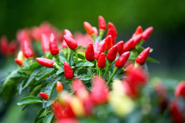 Chili bahçede çiçek açıyor..