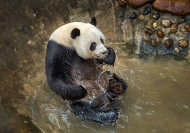 Panda suda oynamaktan hoşlanıyor..
