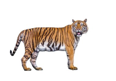 Sumatra kaplanı beyaz arka planda izole edildi.