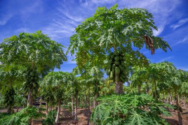 Papaya ağacı tarlada.