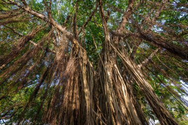 Ağlayan incir ağacının kökleri.