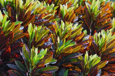 Arkaplan için renkli yaprak desenleri.