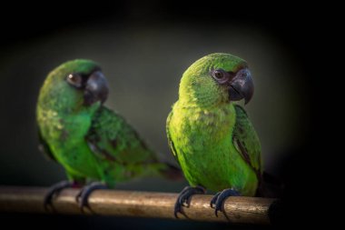 Küçük yeşil bir papağan verandada
