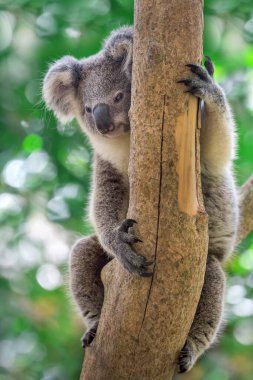 Koala bir ormanda dinleniyor..