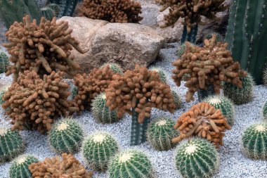 Parkta kaktüs ve çöl bitkileri.