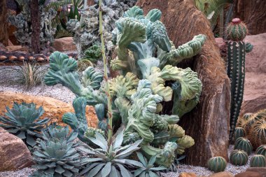 Parkta kaktüs ve çöl bitkileri.