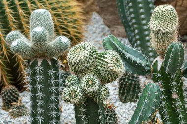 Parkta kaktüs ve çöl bitkileri.