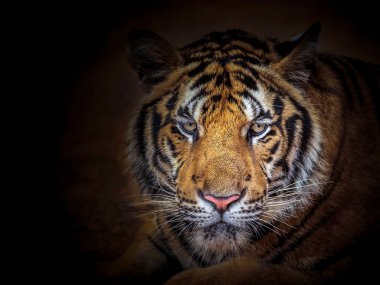 Siyah arka planda Asya kaplanı yüzü.