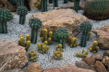 Parkta kaktüs ve çöl bitkileri.