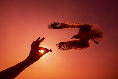 Akşamları martıları besle..