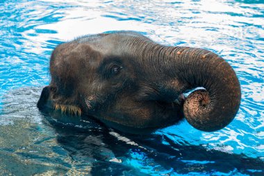 Asya filleri suda mutlu bir şekilde oynuyor..