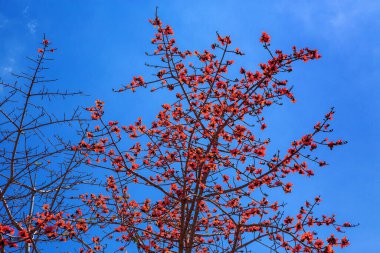 Palas çiçeği ağacı, Butea Monosperma çiçek açıyor..