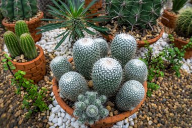 Parkta kaktüs ve çöl bitkileri.