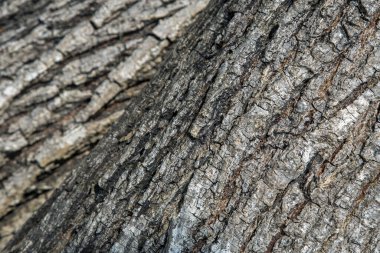 Arkaplan için kabuk deseni ve dokusu.