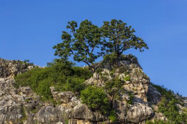 Dağlar ve ağaçlar aydınlık bir günde