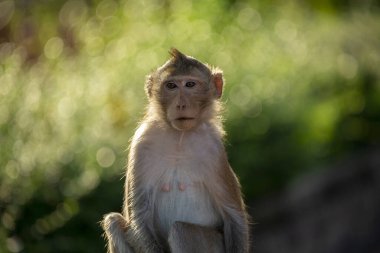 Genç maymun doğada dinleniyor..