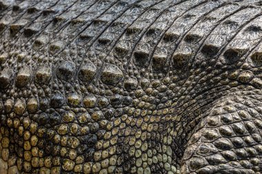 Timsah derisinin renkli deseni.