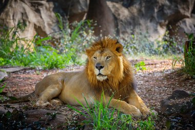 Erkek aslan doğal ormanda dinleniyor.