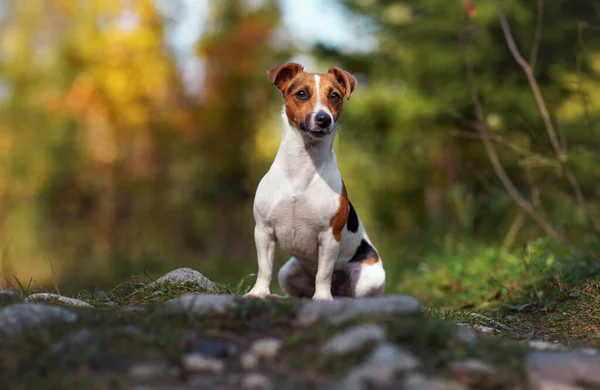 Pequeno Jack Russell Terrier Sentado Prado Estrada Rural Árvores Borradas — Fotografia de Stock