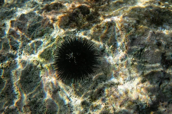 Black sea urchin with many spikes on sun lit rock - underwater closeup photo.